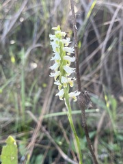 Spiranthes triloba