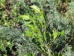 Rhamnus × spathulifolia