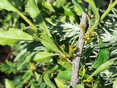Rhamnus × spathulifolia