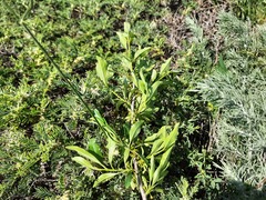 Rhamnus × spathulifolia