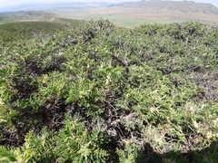 Astragalus microcephalus