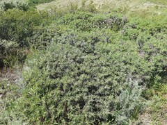 Astragalus microcephalus