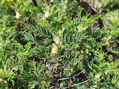 Astragalus microcephalus