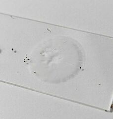 Baeospora myriadophylla