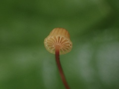Mycena picta