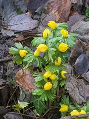 Eranthis hyemalis