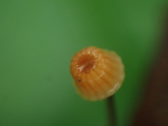Mycena picta