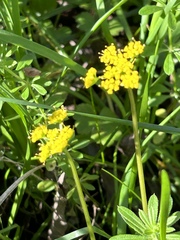 Tauschia texana