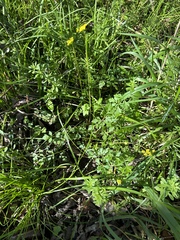 Tauschia texana