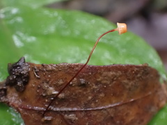 Mycena picta