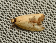 Ageletha hemiteles
