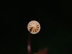 Mycena picta