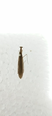 Musoniella