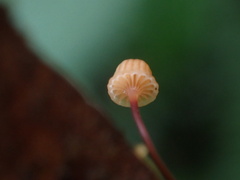 Mycena picta