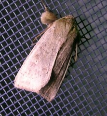 Leucania pseudargyria