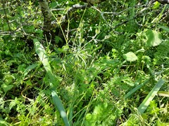 Geranium linearilobum