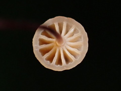Mycena picta
