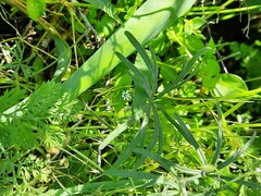 Geranium linearilobum