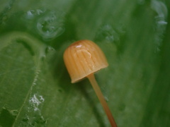 Mycena picta