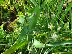 Geranium linearilobum