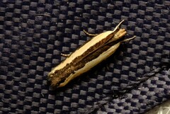 Ardozyga catarrhacta