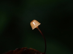 Mycena picta