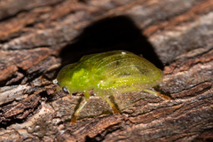 Cassidinae