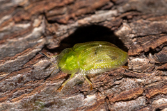 Cassidinae