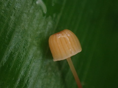 Mycena picta