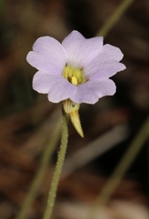 Pinguicula pumila