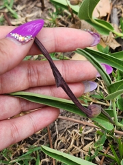 Aristolochia lingua