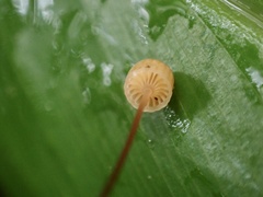 Mycena picta