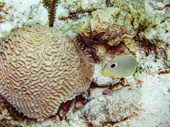 Pseudodiploria strigosa