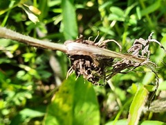 Ranunculus illyricus