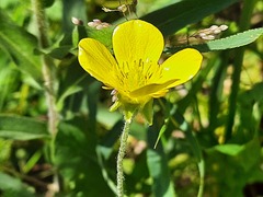 Ranunculus illyricus
