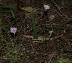 Pinguicula pumila
