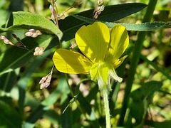 Ranunculus illyricus