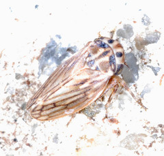 Agalliini