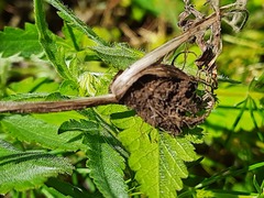 Ranunculus illyricus