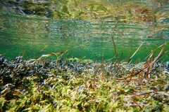 Acanthopagrus butcheri