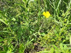 Ranunculus illyricus