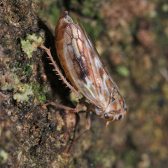 Agalliini