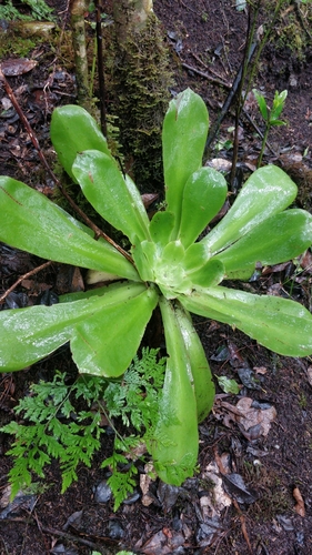 Aeonium cuneatum