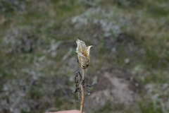 Iris missouriensis