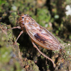 Agalliini