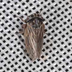 Agalliini