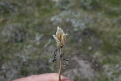 Iris missouriensis