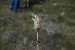 Iris missouriensis