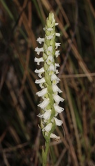 Spiranthes triloba