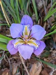 Iris unguicularis
